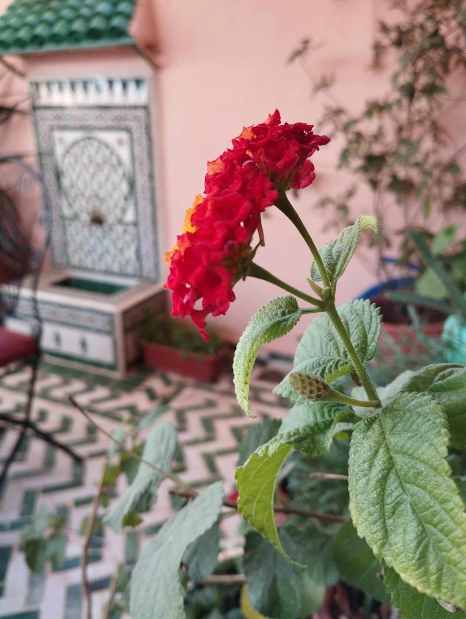 Dar Lantana Ξενοδοχείο Φεζ Εξωτερικό φωτογραφία